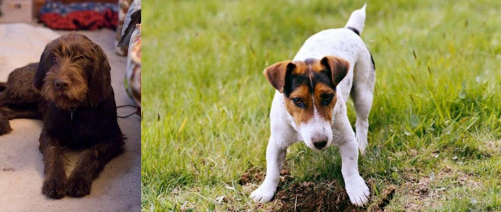 Russell Terrier vs Pudelpointer - Breed Comparison