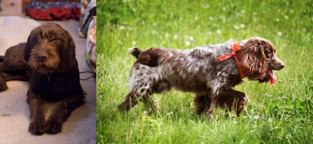 Russian Spaniel vs Pudelpointer - Breed Comparison