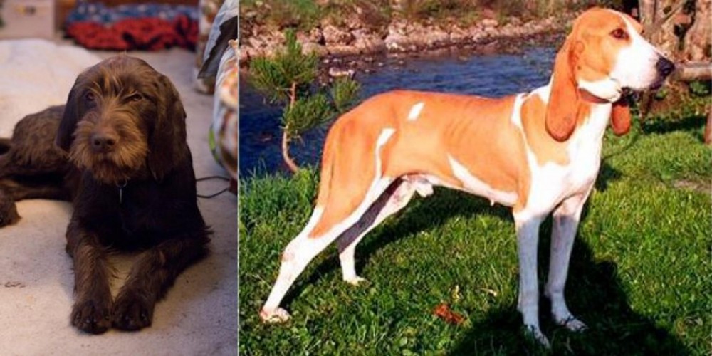 Schweizer Laufhund vs Pudelpointer - Breed Comparison