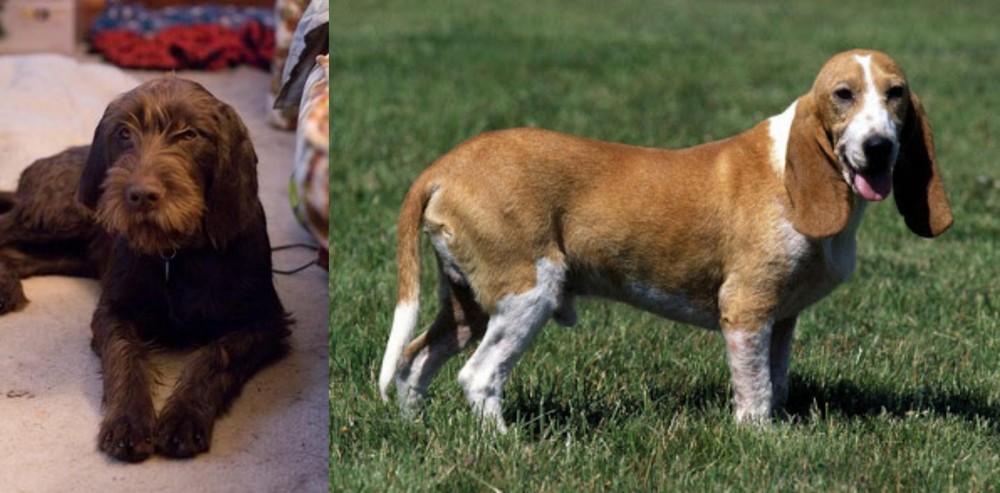 Schweizer Niederlaufhund vs Pudelpointer - Breed Comparison
