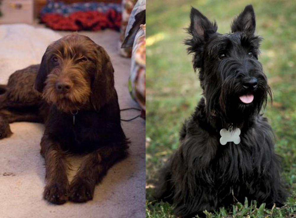 Scoland Terrier vs Pudelpointer - Breed Comparison