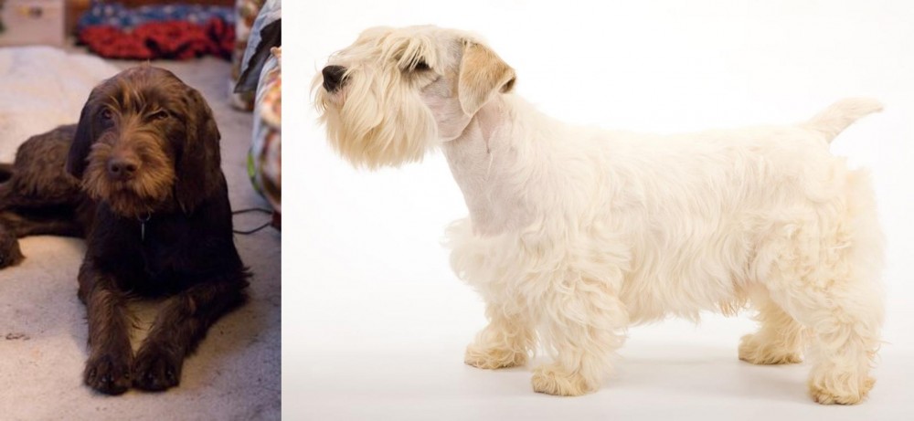 Sealyham Terrier vs Pudelpointer - Breed Comparison