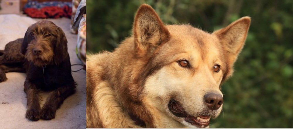 Seppala Siberian Sleddog vs Pudelpointer - Breed Comparison