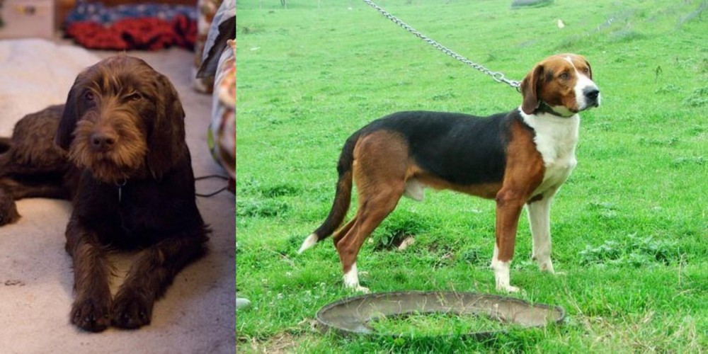 Serbian Tricolour Hound vs Pudelpointer - Breed Comparison