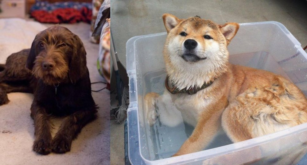 Shiba Inu vs Pudelpointer - Breed Comparison