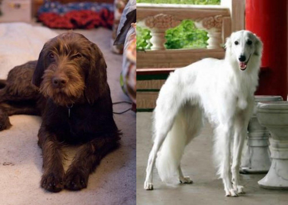 Silken Windhound vs Pudelpointer - Breed Comparison