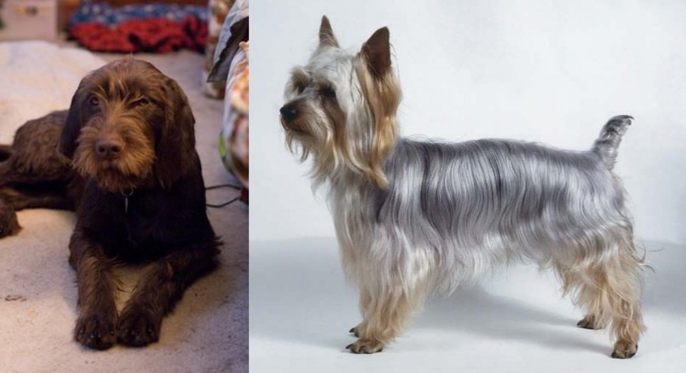Silky Terrier vs Pudelpointer - Breed Comparison