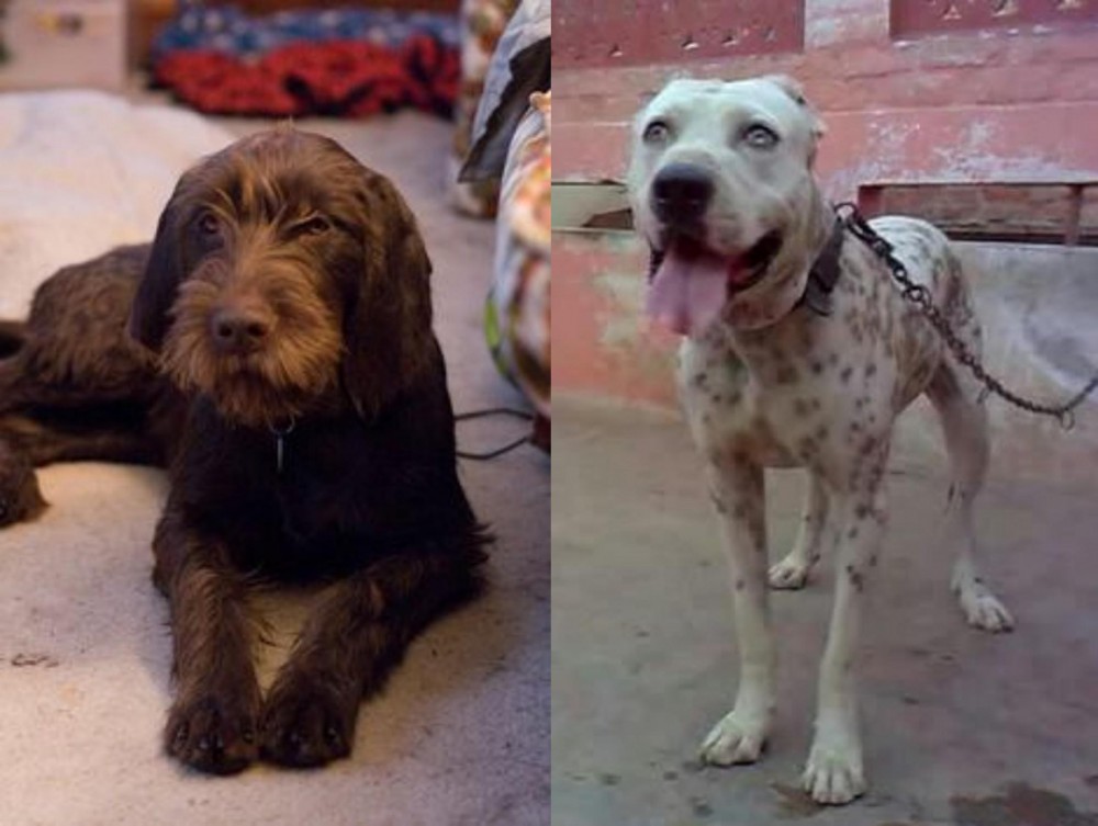 Sindh Mastiff vs Pudelpointer - Breed Comparison