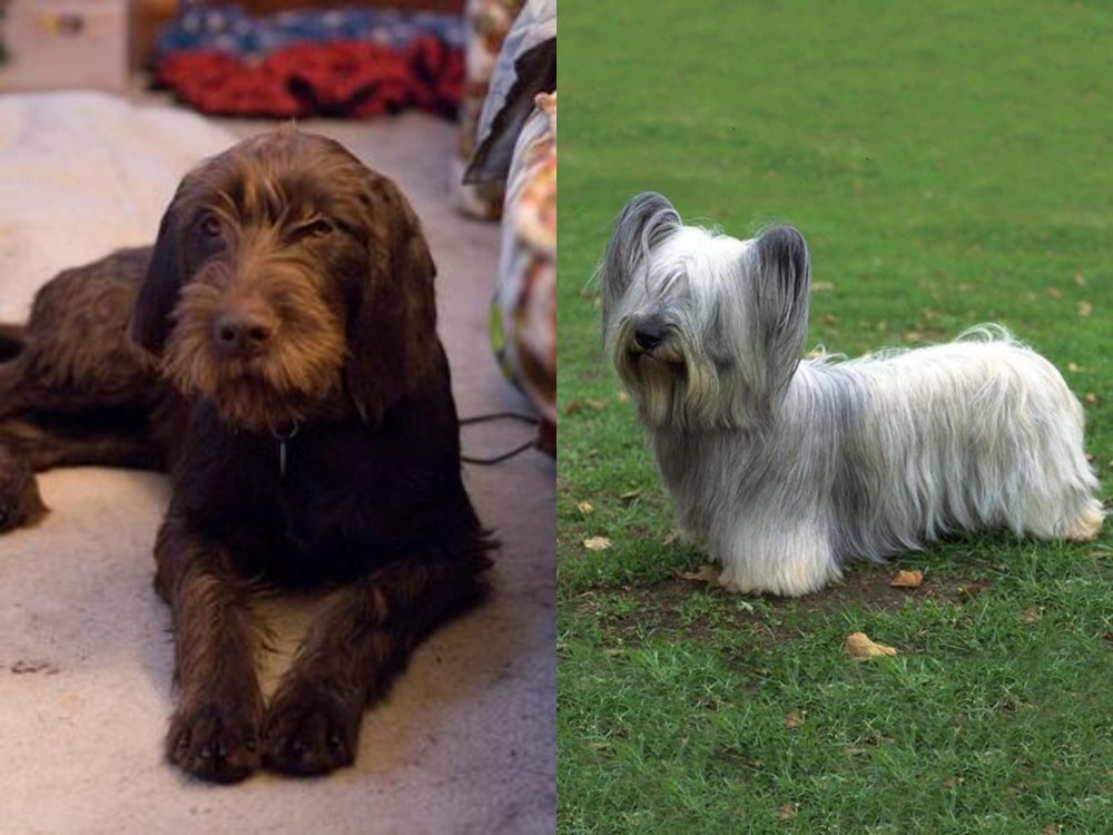 Skye Terrier vs Pudelpointer - Breed Comparison