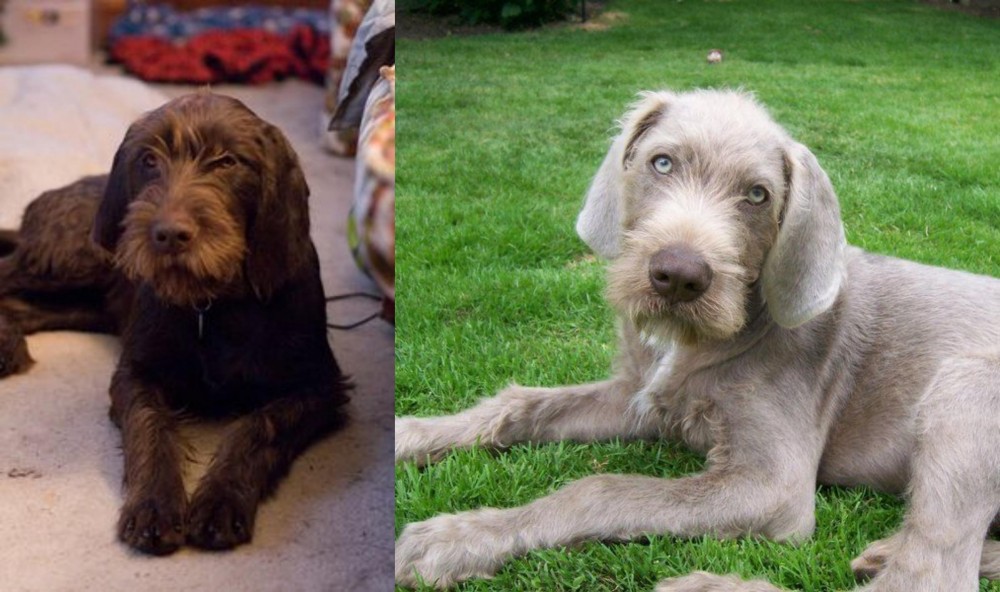 Slovakian Rough Haired Pointer vs Pudelpointer - Breed Comparison