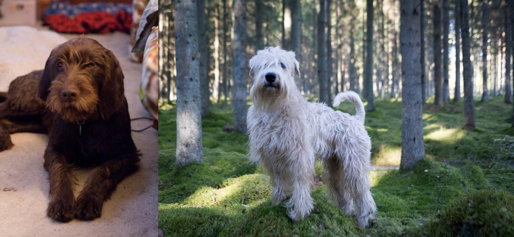 Soft-Coated Wheaten Terrier vs Pudelpointer - Breed Comparison
