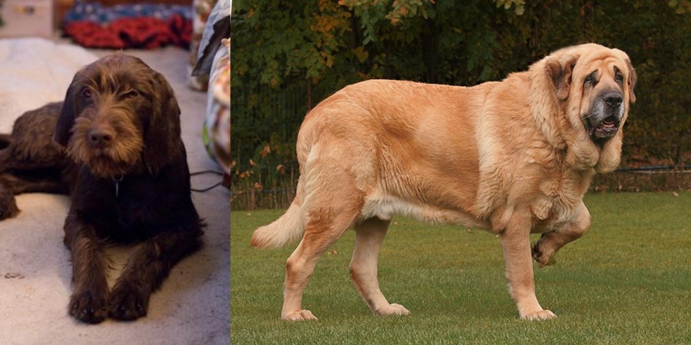 Spanish Mastiff vs Pudelpointer - Breed Comparison