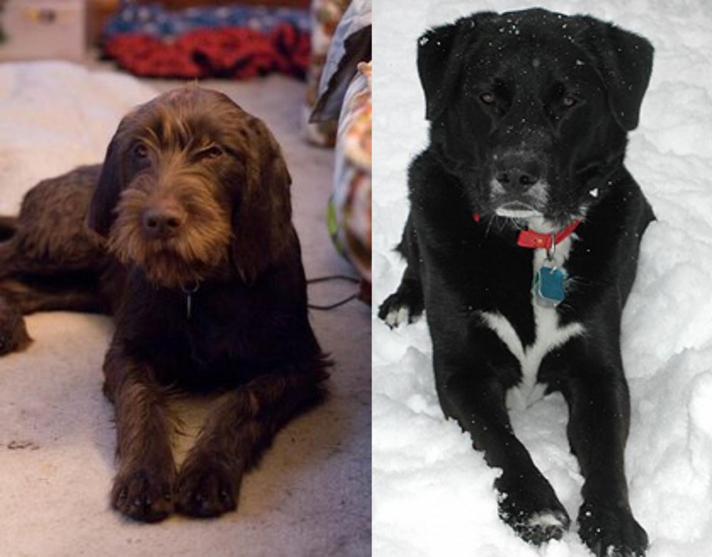 St. John's Water Dog vs Pudelpointer - Breed Comparison