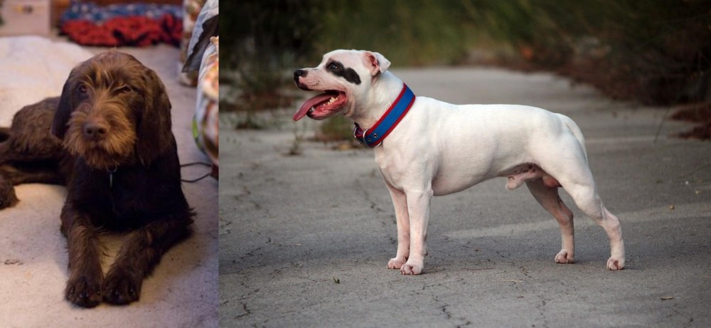 Staffordshire Bull Terrier vs Pudelpointer - Breed Comparison