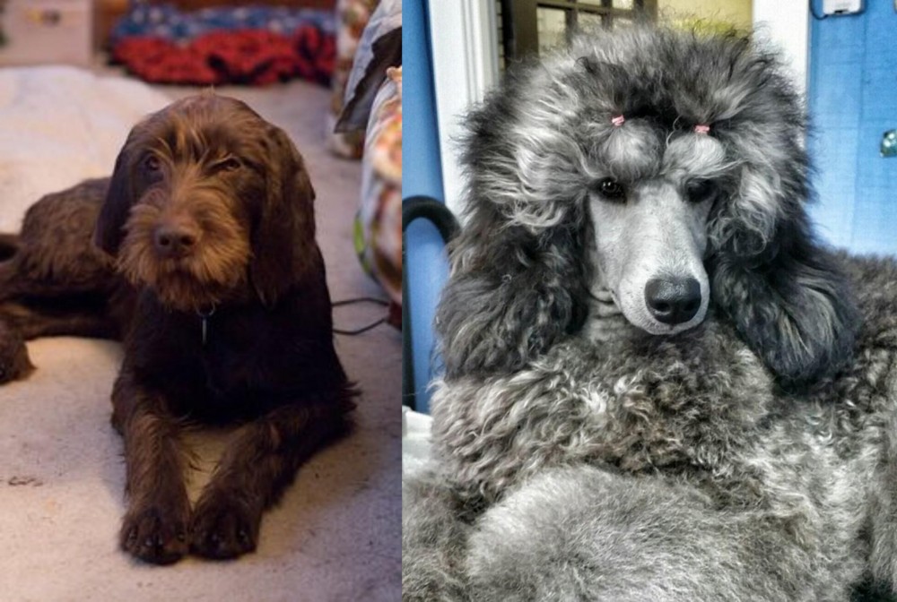 Standard Poodle vs Pudelpointer - Breed Comparison