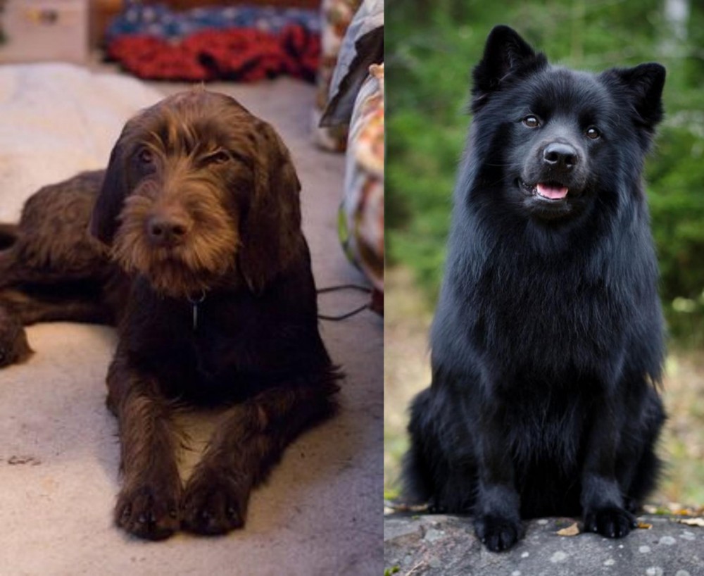 Swedish Lapphund vs Pudelpointer - Breed Comparison