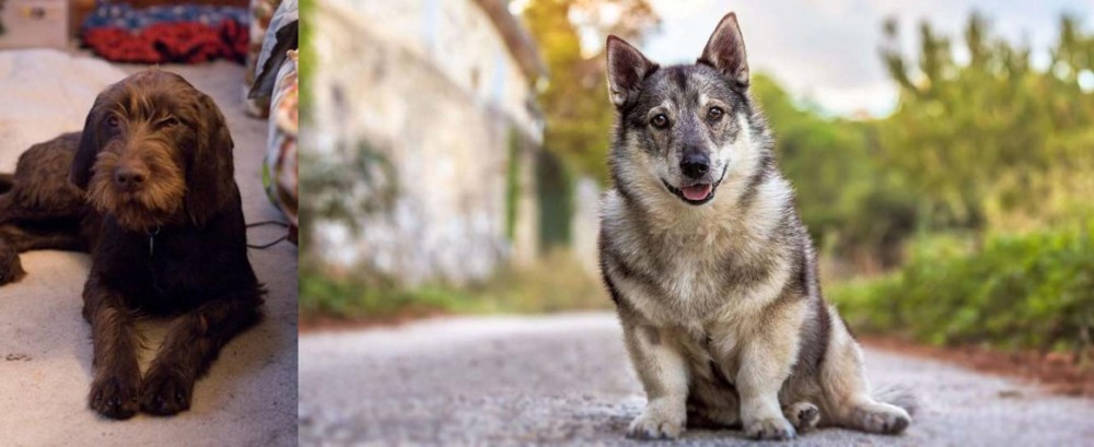 Swedish Vallhund vs Pudelpointer - Breed Comparison