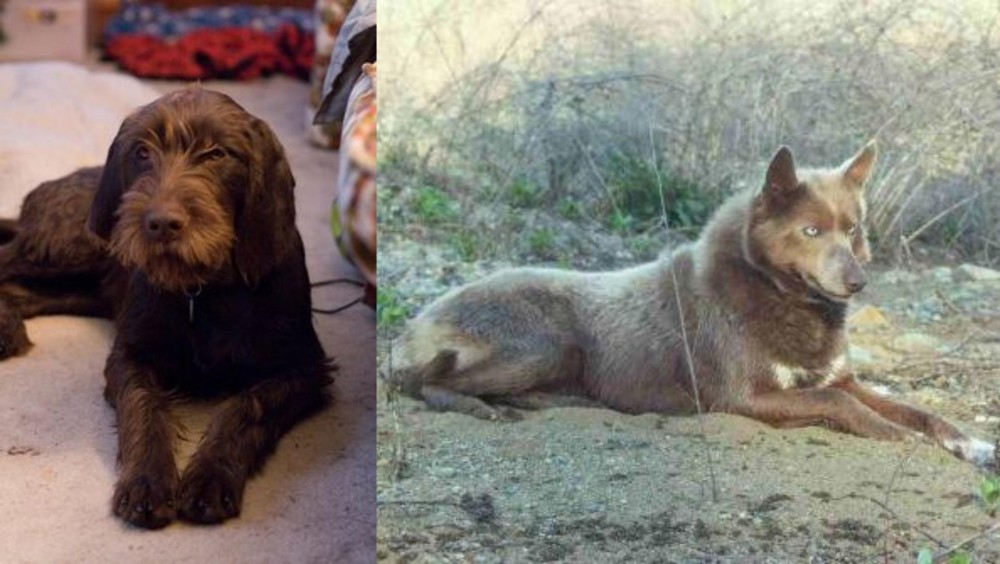 Tahltan Bear Dog vs Pudelpointer - Breed Comparison