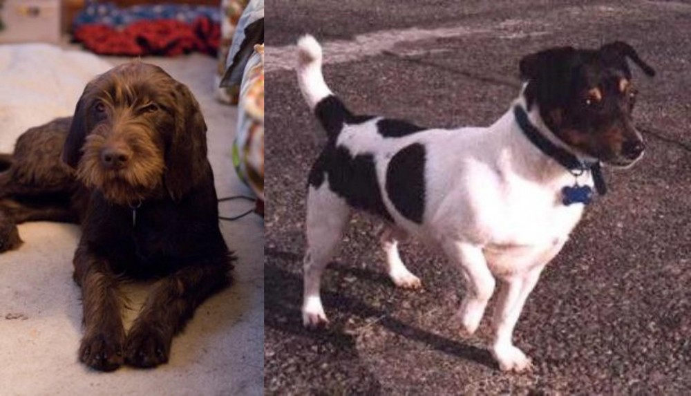 Teddy Roosevelt Terrier vs Pudelpointer - Breed Comparison