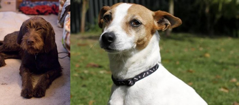 Tenterfield Terrier vs Pudelpointer - Breed Comparison