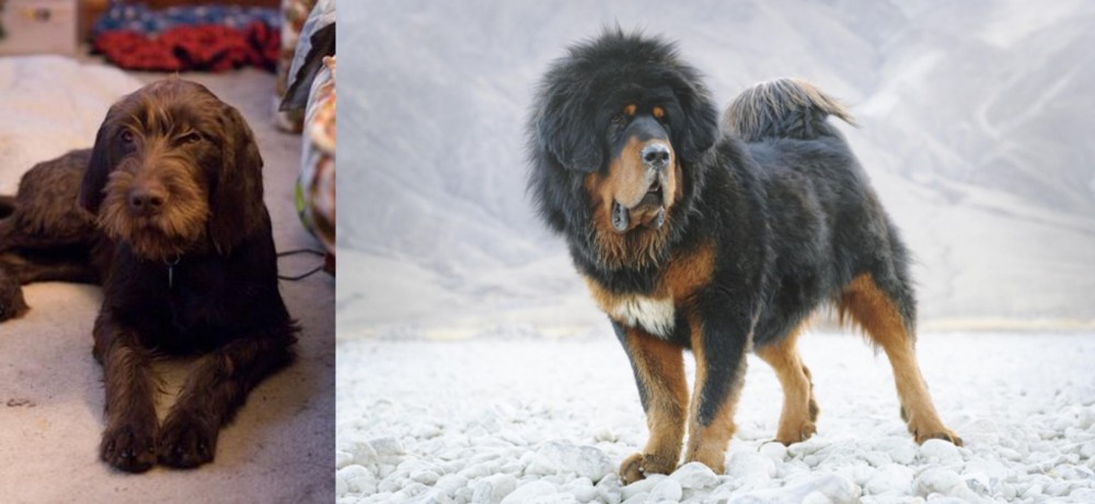 Tibetan Mastiff vs Pudelpointer - Breed Comparison