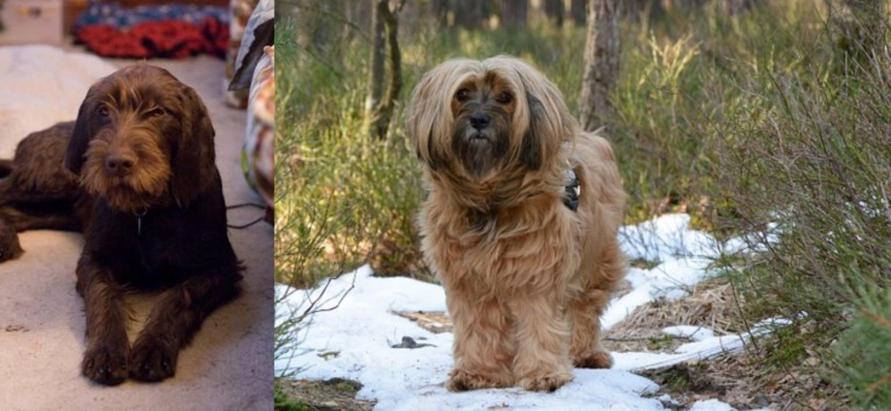 Tibetan Terrier vs Pudelpointer - Breed Comparison