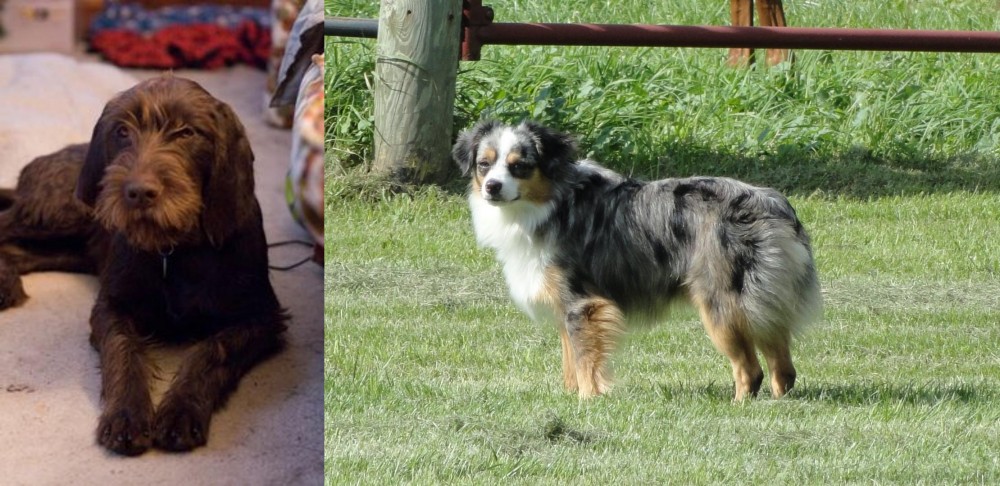 Toy Australian Shepherd vs Pudelpointer - Breed Comparison
