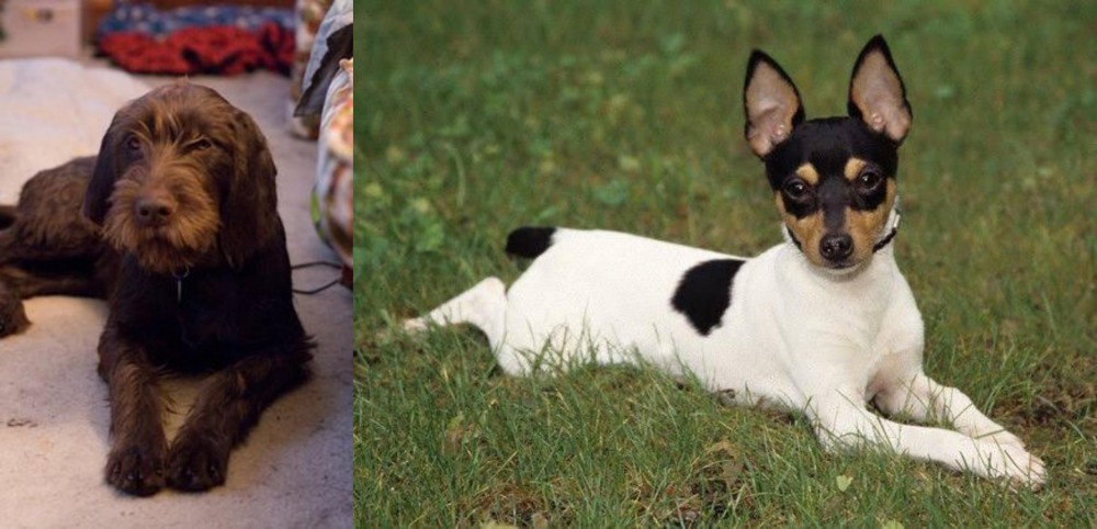 Toy Fox Terrier vs Pudelpointer - Breed Comparison