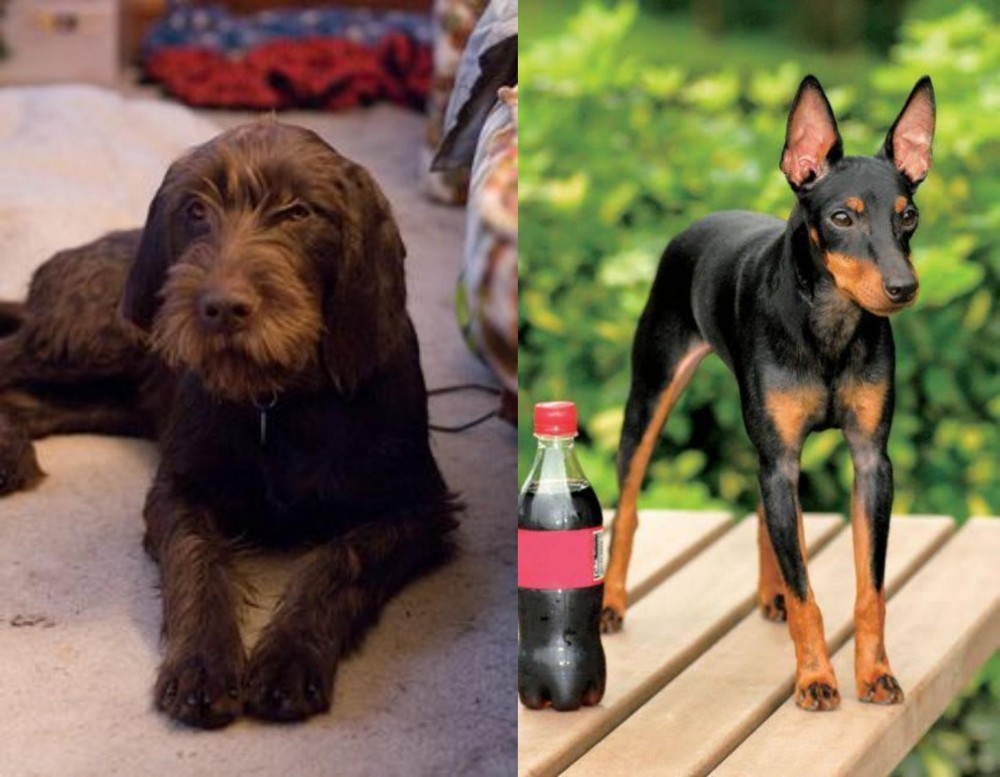 Toy Manchester Terrier vs Pudelpointer - Breed Comparison