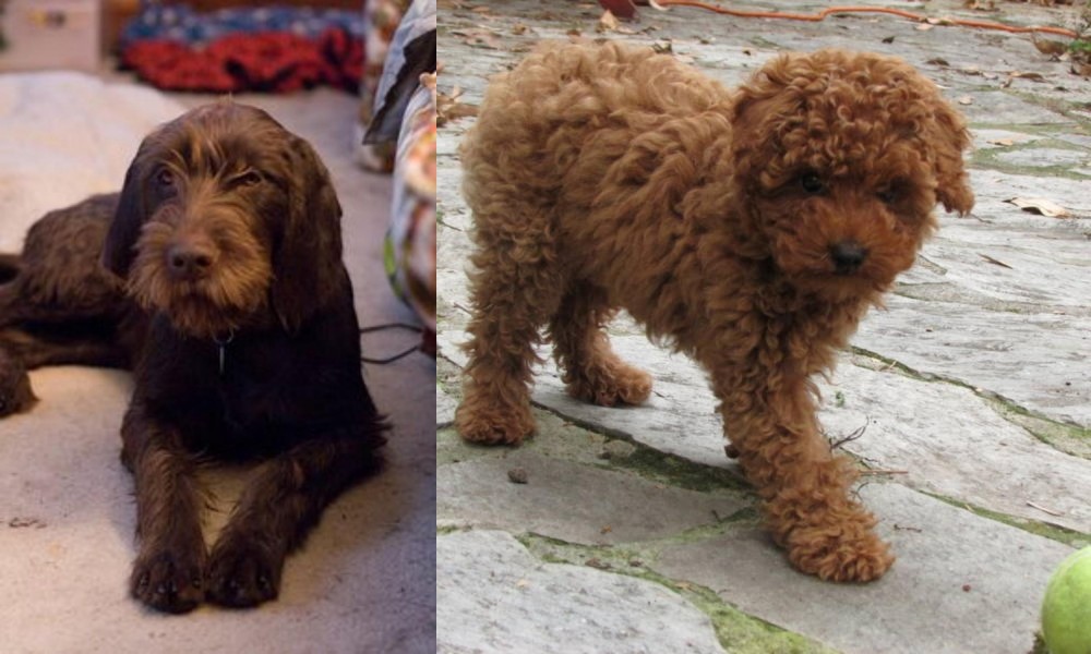 Toy Poodle vs Pudelpointer - Breed Comparison