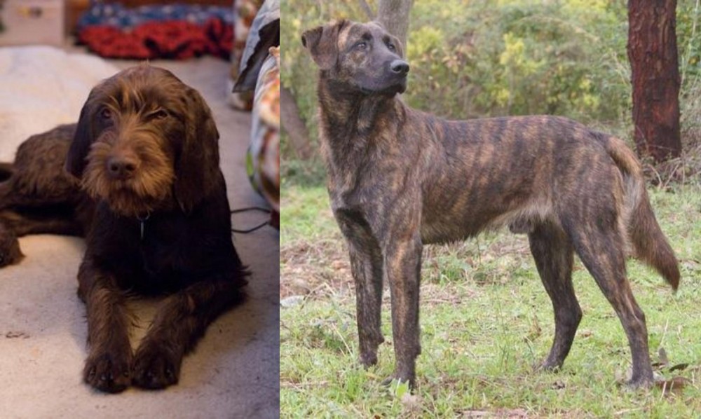 Treeing Tennessee Brindle vs Pudelpointer - Breed Comparison
