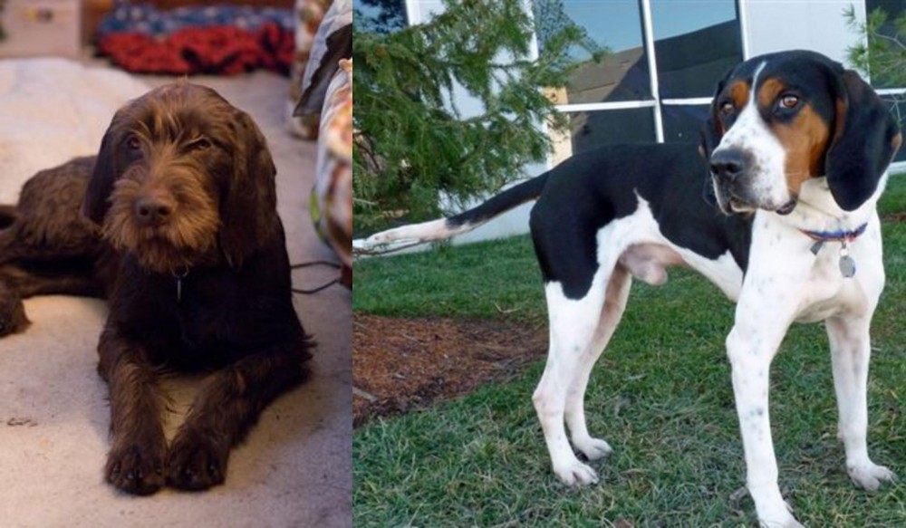 Treeing Walker Coonhound vs Pudelpointer - Breed Comparison