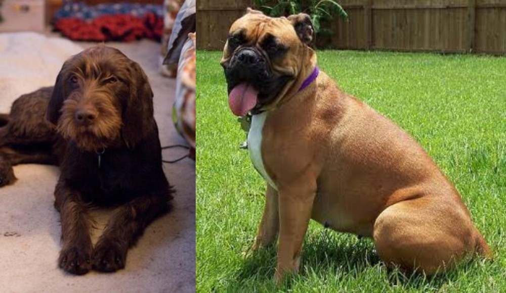 Valley Bulldog vs Pudelpointer - Breed Comparison