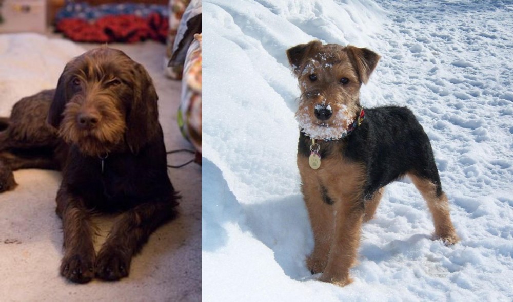 Welsh Terrier vs Pudelpointer - Breed Comparison