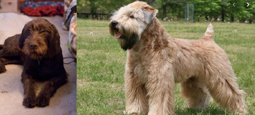 Wheaten Terrier vs Pudelpointer - Breed Comparison