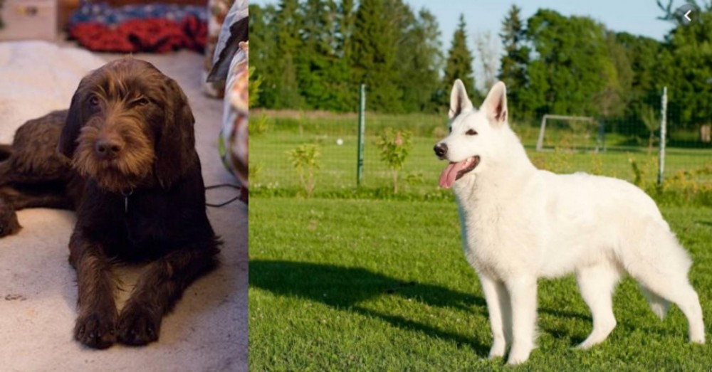 White Shepherd vs Pudelpointer - Breed Comparison