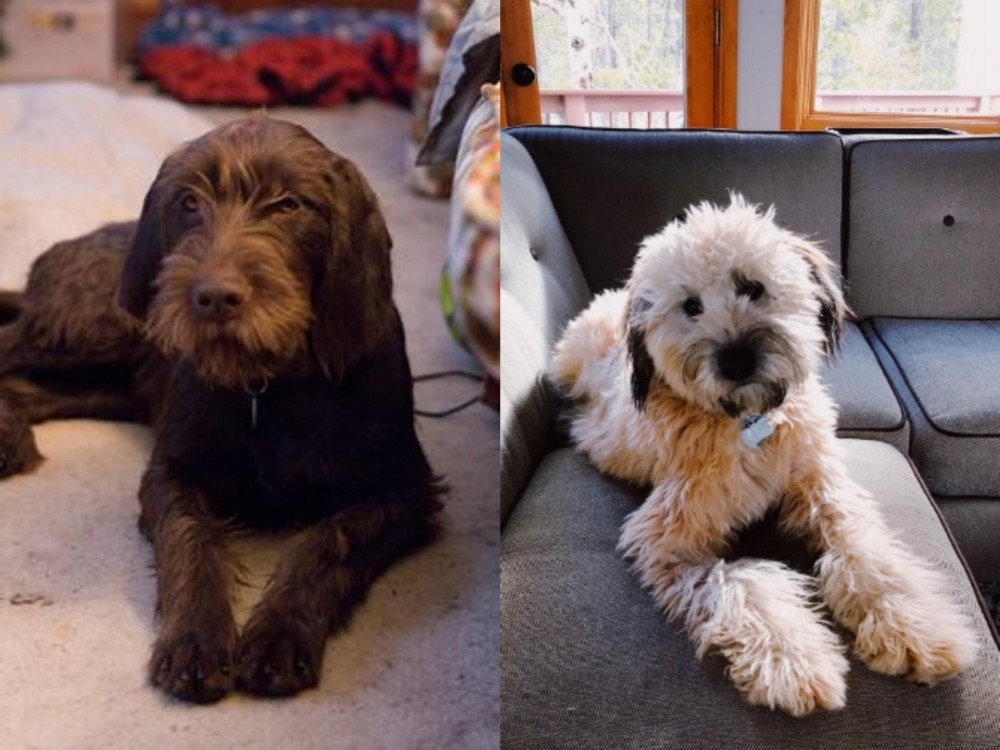 Whoodles vs Pudelpointer - Breed Comparison