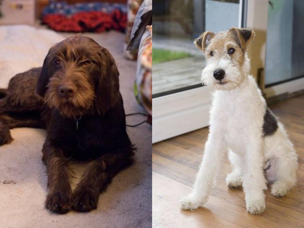 Wire Fox Terrier vs Pudelpointer - Breed Comparison