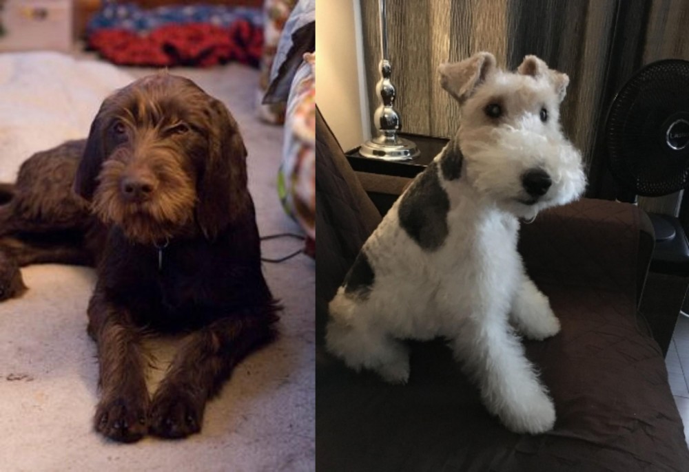 Wire Haired Fox Terrier vs Pudelpointer - Breed Comparison