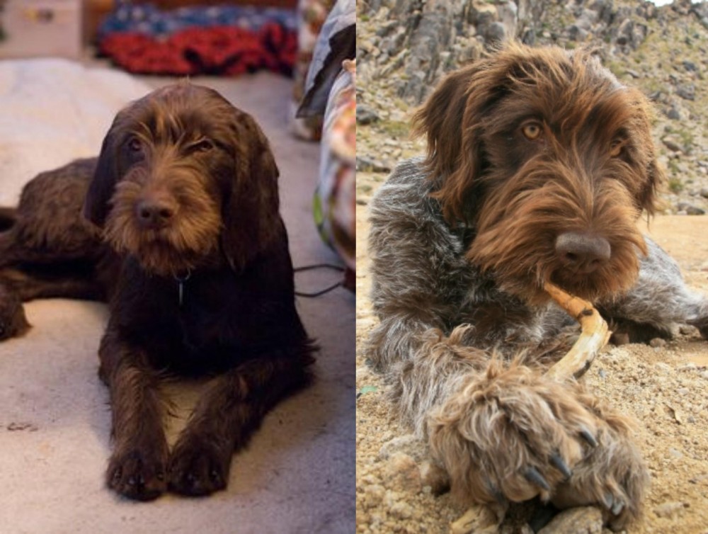 Wirehaired Pointing Griffon vs Pudelpointer - Breed Comparison