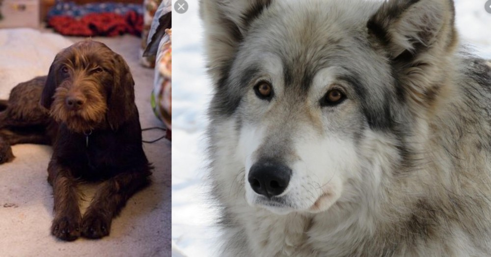 Wolfdog vs Pudelpointer - Breed Comparison