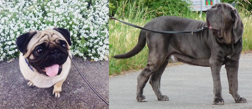 Neapolitan Mastiff vs Pug - Breed Comparison