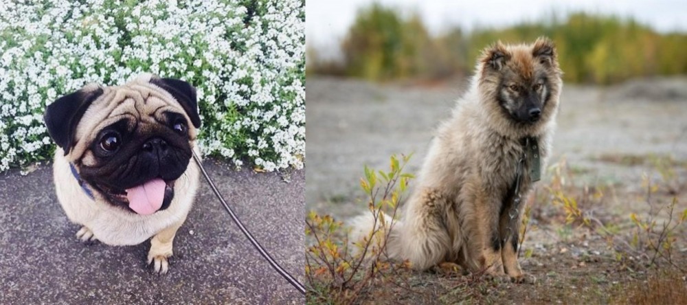 Nenets Herding Laika vs Pug - Breed Comparison