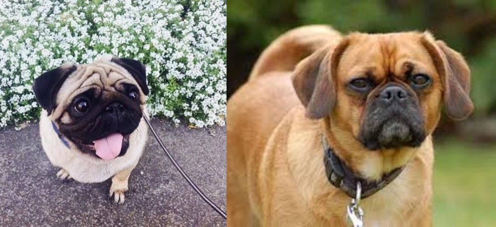 Pugalier vs Pug - Breed Comparison