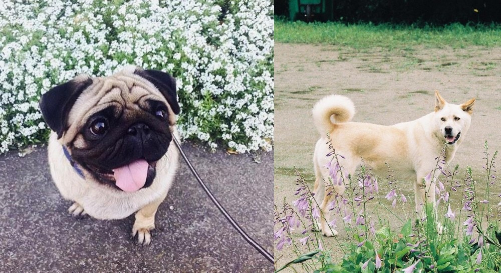 Pungsan Dog vs Pug - Breed Comparison