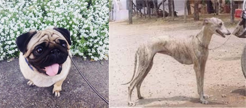 Rampur Greyhound vs Pug - Breed Comparison