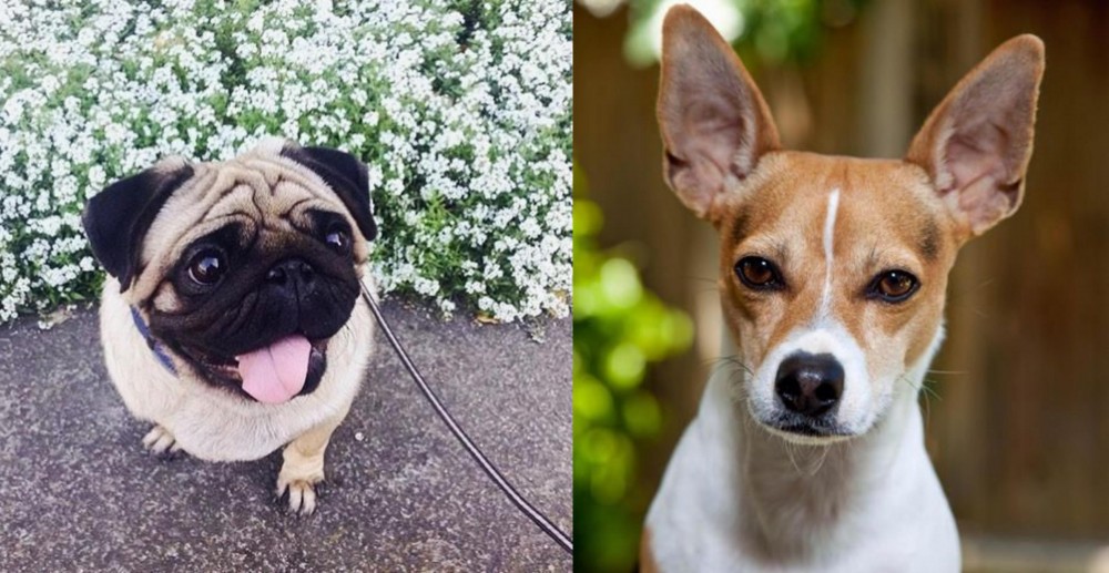 Rat Terrier vs Pug - Breed Comparison