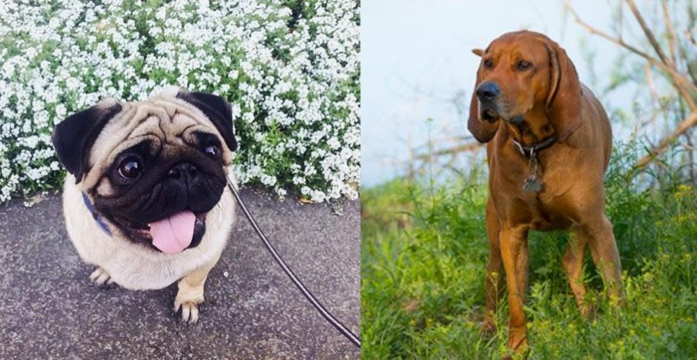 Redbone Coonhound vs Pug - Breed Comparison