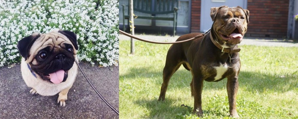 Renascence Bulldogge vs Pug - Breed Comparison