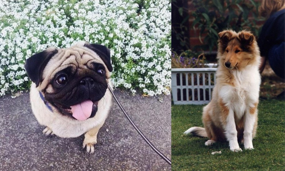 Rough Collie vs Pug - Breed Comparison